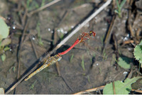 Tandem ovipositing. October 2009, Mitilini, Samos, Dodecanese, GR