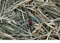 Mature male. July 2006, Groot Schietveld, Brecht, prov. Antwerpen, BE