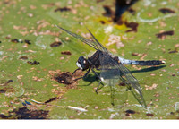 Male. May 2012, Pierrepont, dept. Aisne, FR