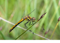 Female. July 2010, Riedenersee, Rieden, Tirol, AT