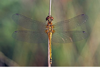 Female. August 2005, Kalmthoutse Heide, prov. Antwerpen, BE