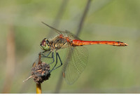 Male. August 2014, Canal de Vergières, Crau, dept. Bouches-du-Rhône, FR