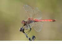 Male. August 2014, Canal de Vergières, Crau, dept. Bouches-du-Rhône, FR