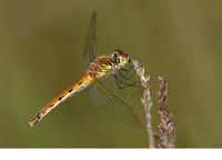 Female. September 2006, Den Diel, Mol, prov. Antwerpen, BE