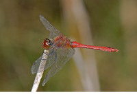 Mature male. September 2006, Den Diel, Mol, prov. Antwerpen, BE