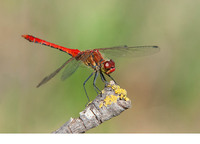 Young male. June 2019, Koycegiz, Mugla, TR