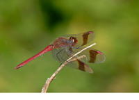 Adult male. September 2006, Den Diel, Mol, prov. Antwerpen, BE