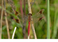 Adult male. September 2006, Den Diel, Mol, prov. Antwerpen, BE