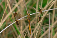 Female. August 2006, De Plateaux, Valkenswaard, prov. Noord-Brabant, NL