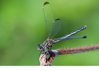 Female. June 2017, near Ag. Andreas, Achaia, Peloponnesos, GR