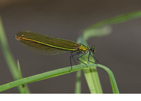 Nominate subsp. female. May 2010, riv. Ton, Lamorteau, prov. Luxembourg, BE