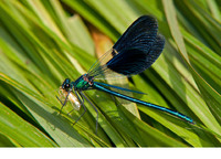 C. s. amasina male. June 2012, river Fakiiska, Strandzha NP, BG