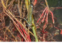 C. s. amasina female, ovipositing submerged. June 2019, Koycegiz, Mugla, TR