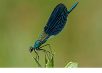 C. s. balcanica male. June 2017, near Krastiki, Achaia, Peloponnesos, GR