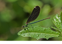 C. s. balcanica female. June 2017, near Ag. Andreas, Achaia, Peloponnesos, GR