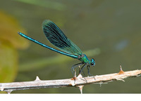 C. s. caprai male. July 2007, St.-Martin-la-Crau, dept. Bouches-de-Rhône,FR