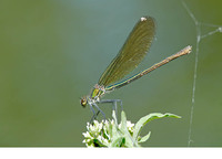 C. s. caprai female. July 2007, St.-Martin-la-Crau, dept. Bouches-de-Rhône,FR