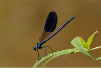 C. s. cretensis male. June 2009, riv. Petres, Rethimnon, Crete, GR