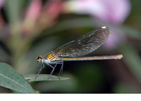 C. s. cretensis female. June 2009, near Kastellos, Crete, GR