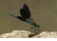 Male displaying wing colours. July 2011, riv. Célé, Marcilhac-sur-Célé, dept. Lot, FR