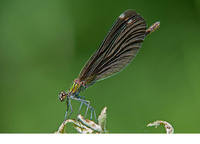 C. v. festiva female. June 2017, near Krastiki, Achaia, Peloponnesos, GR