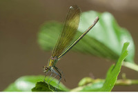 Female. July 2011, riv. Célé, Marcilhac-sur-Célé, dept. Lot, FR