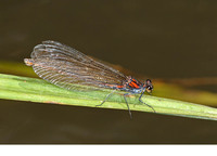 Nominate subsp. female. August 2007, riv. Lahn near Nassau, DE
