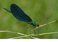 C. v. festiva male. June 2017, near Kouteli, Achaia, Peloponnesos, GR