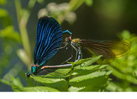 C. v. festiva copula. June 2017, near Krastiki, Achaia, Peloponnesos, GR