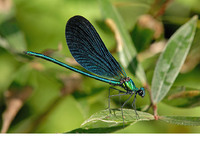 C. v. meridionalis male. July 2007, Pignone, Liguria, IT