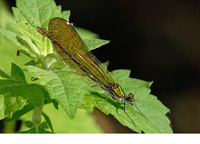 C. v. meridionalis female. July 2007, Pignone, Liguria, IT