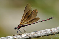 Male displaying wing colours. July 2006, Lac du Salagou, dept. Hérault, FR