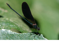 Dark coloured male. July 2017, Rio Guadiaro, Jimera de Libar, Andalucia, ES