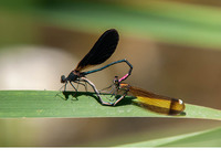 Copula. July 2017, Rio Guadiaro, Jimera de Libar, Andalucia, ES