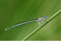 Nominate subsp. male. June 2006, Zammels Broek, Westerlo, prov. Antwerpen, BE