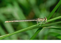 Nominate subsp. female. June 2006, Zammels Broek, Westerlo, prov. Antwerpen, BE