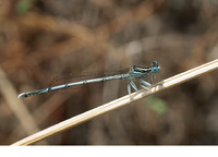 P. p. nitidula male. May 2011, Amir Ali Spring, Kavalas, Kythera, GR