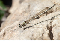 P. p. nitidula female. May 2011, near Mylopotamos, Kythera, GR