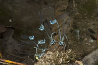Ovipositing. May 2011, Amir Ali Spring, Kavalas, Kythera, GR