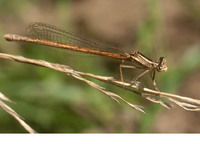 Female. July 2011, riv. Célé, Marcilhac-sur-Célé, dept. Lot, FR