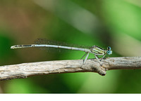 Male. July 2006, Lac du Salagou, dept. Hérault, FR