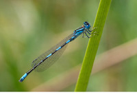 Male. July 2014, Rio Matarrana, Aragon, ES