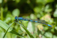 Male. July 2018, Rio Murtazzolu, Birori, Sardinia, IT