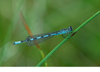 Male. June 2006, De Teut, Zonhoven, prov. Limburg, BE