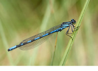 Male. July 2010, Lechtal, Tirol, AT