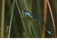 Male. July 2010, Walchsee, Tirol, AT