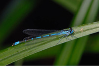 Male. June 2009, Mili watermills, Crete, GR