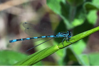Male. June 2015, trib. Fiume Lao, Papasidero, Calabria, IT
