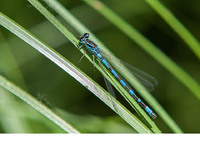 Male. June 2017, near Krastiki, Achaia, Peloponnesos, GR
