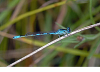 Male. July 2009, Romedenne, prov. Namur, BE
